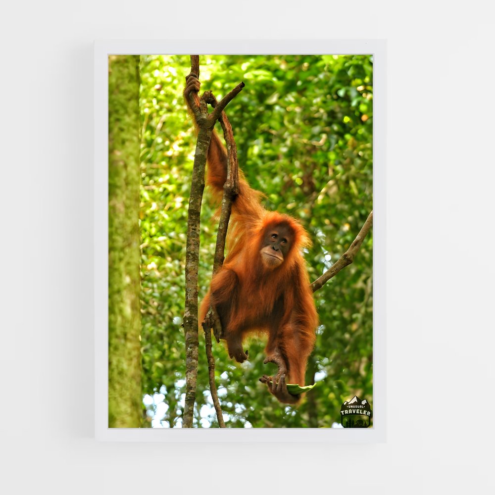 ap-orangutan-1 cadre Blanc