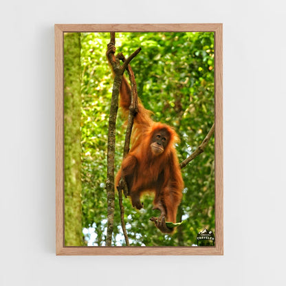 ap-orangutan-1 cadre Bois clair