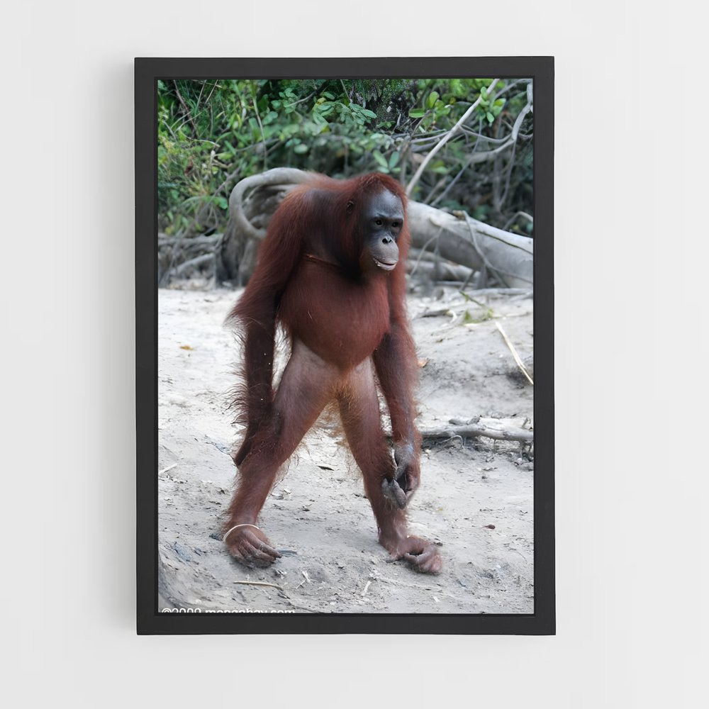 ap-orangutan-2 cadre Noir