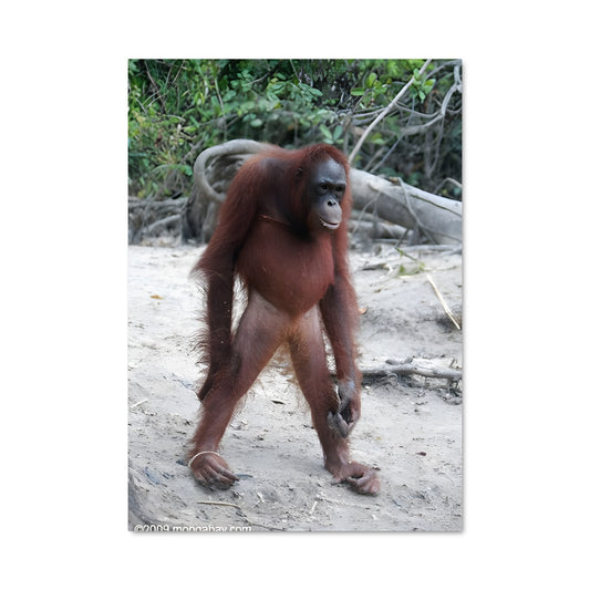 Poster Pas de Deux avec l'Orang-outan