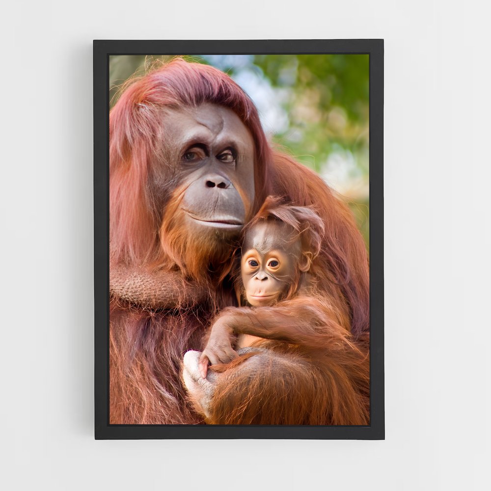 ap-orangutan-3 cadre Noir