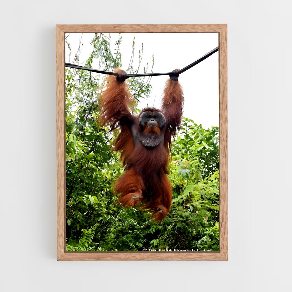 ap-orangutan-4 cadre Bois clair
