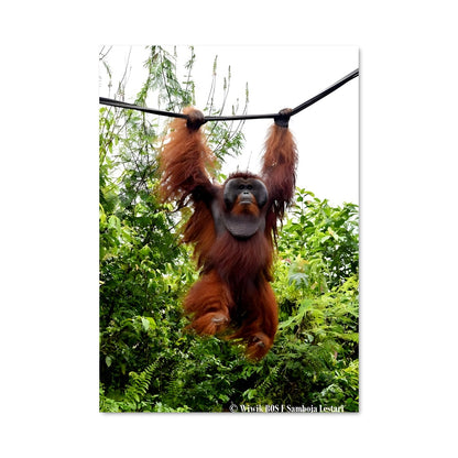 Poster L'Orang-outan Aventurier