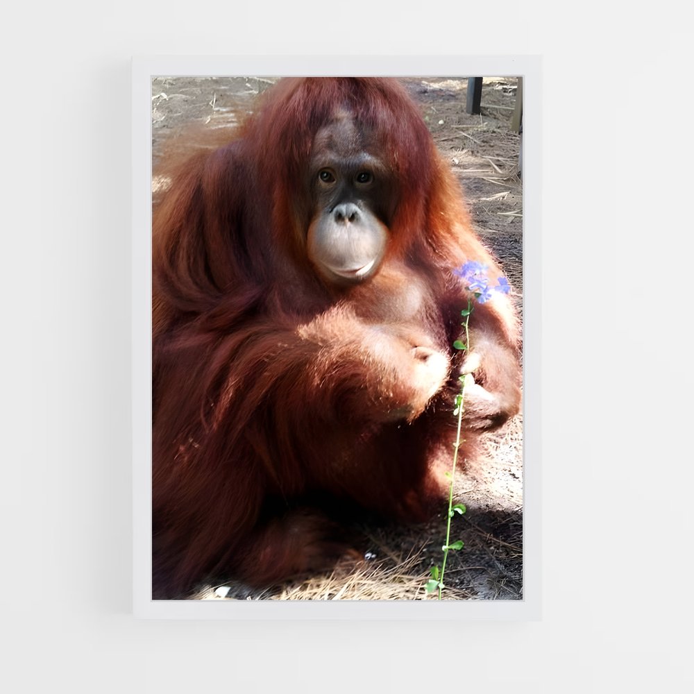 ap-orangutan-5 cadre Blanc