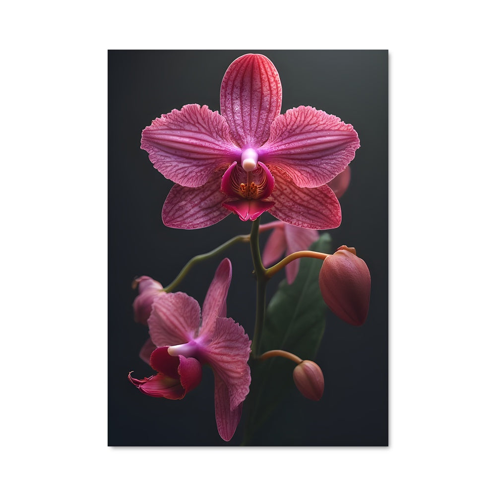 Poster Orchidée Nocturne