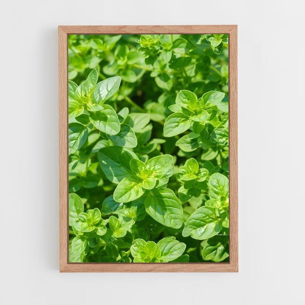 ap-oregano-4 cadre Bois clair