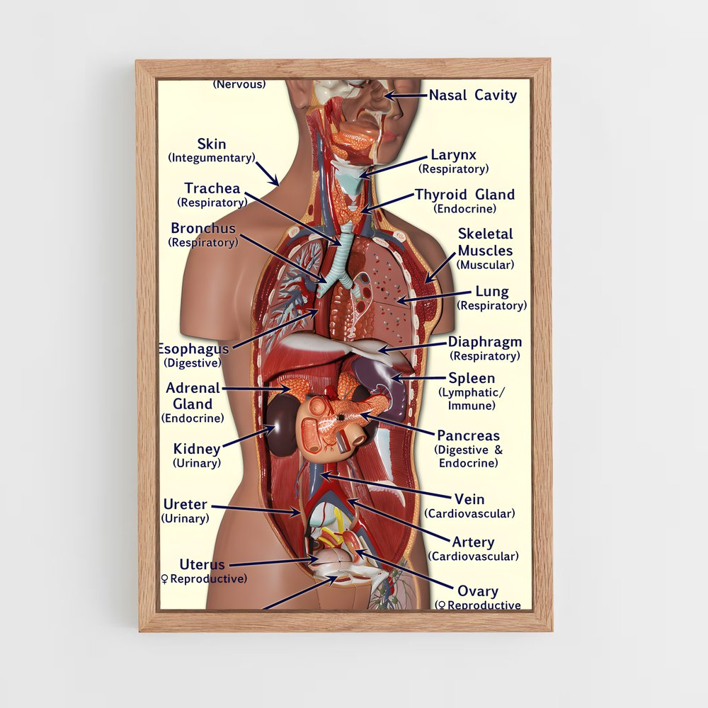 ap-organs-2 cadre Bois clair