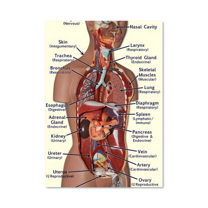 Poster Anatomie Éternelle