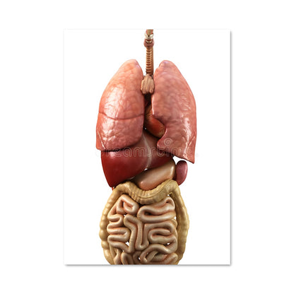 Poster Anatomy Exposed