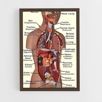 ap-organs-8 cadre Bois foncé