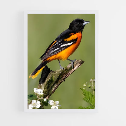 ap-oriole-1 cadre Blanc