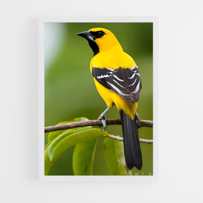 ap-oriole-5 cadre Blanc