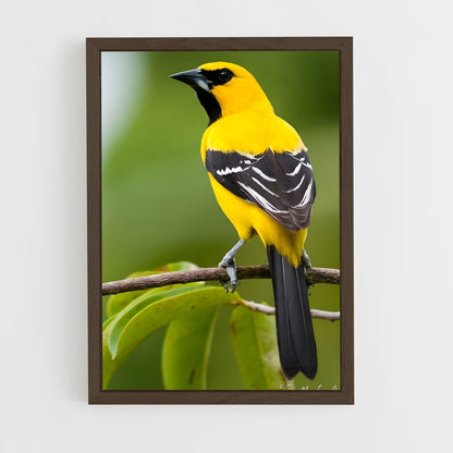 ap-oriole-5 cadre Bois foncé