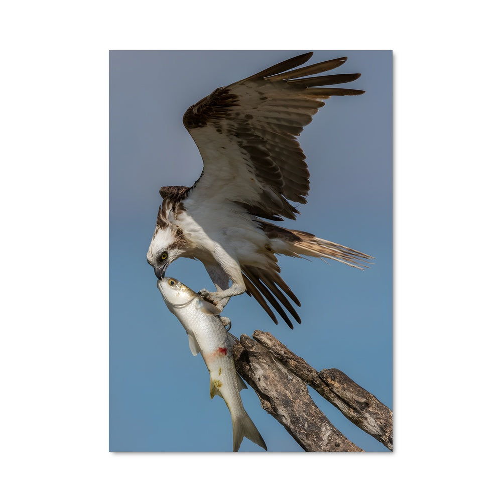 Poster Osprey Rising