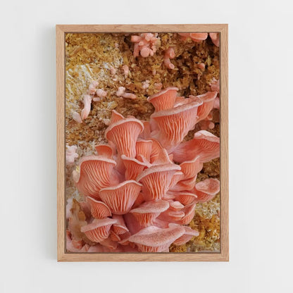 ap-oyster mushroom-1 cadre Bois clair