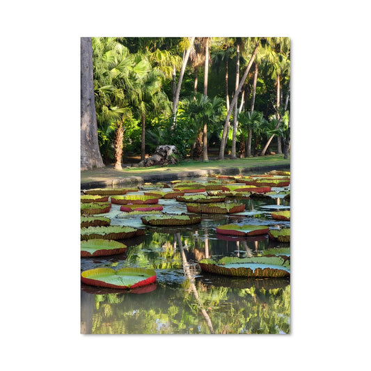 Poster Pamplemousses botanical garden 86784