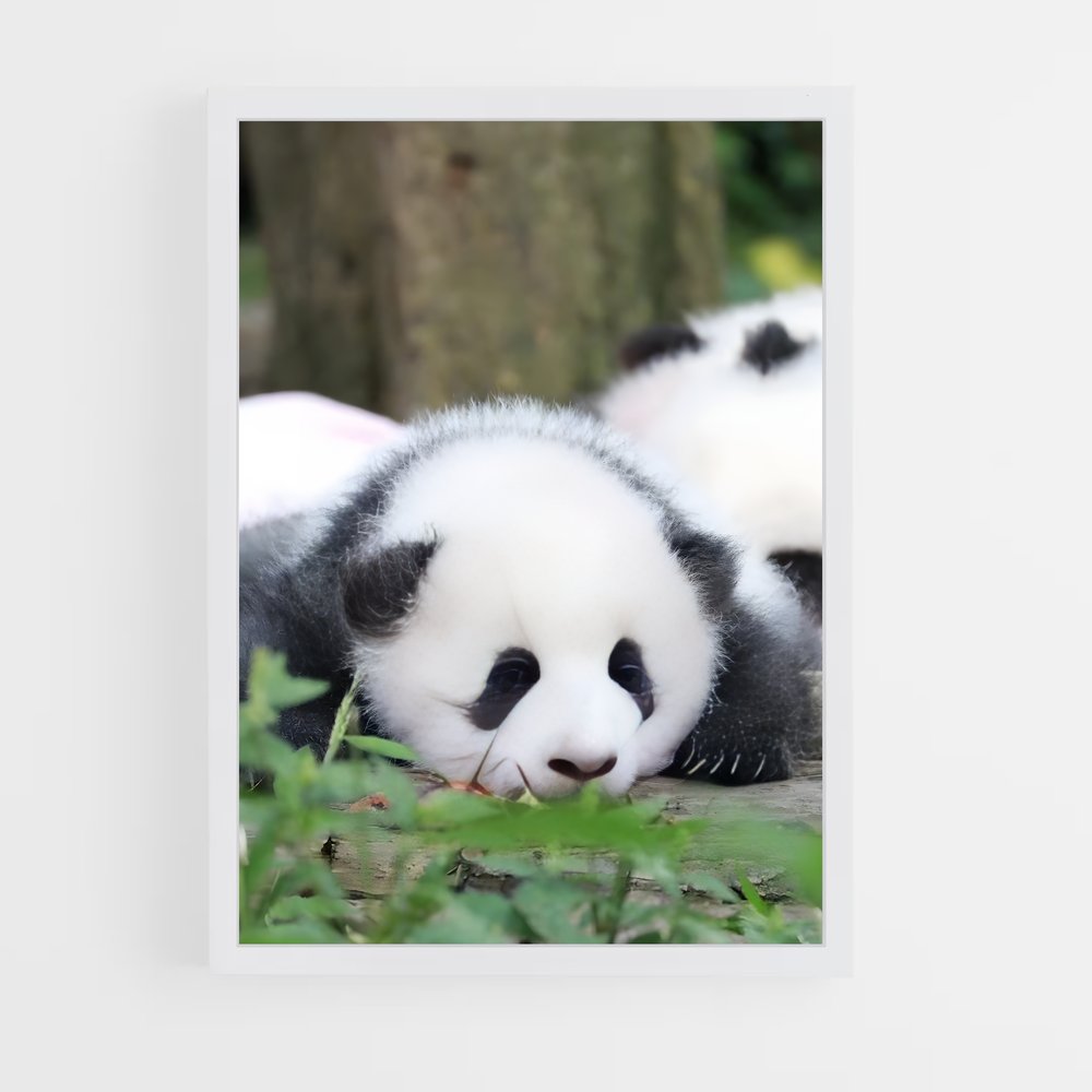 ap-panda-3 cadre Blanc