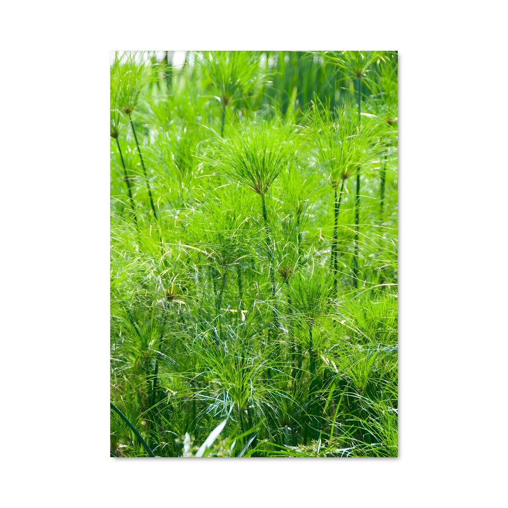 Poster Papyrus 96286