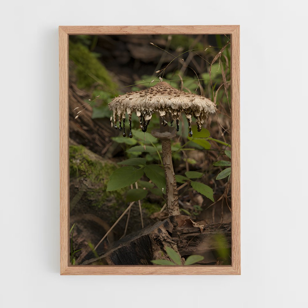 ap-parasol mushroom-2 cadre Bois clair