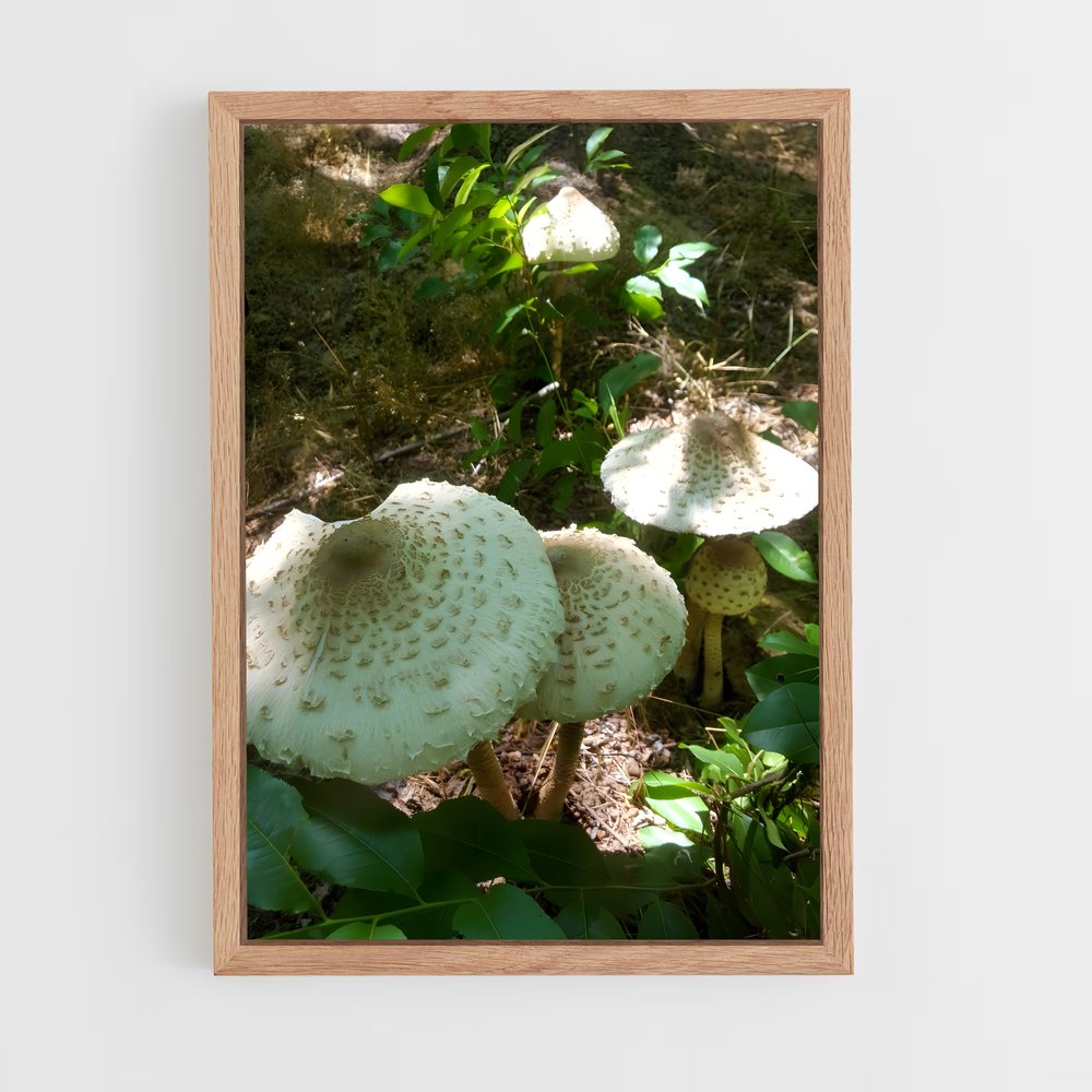ap-parasol mushroom-3 cadre Bois clair
