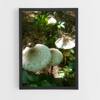 ap-parasol mushroom-3 cadre Noir