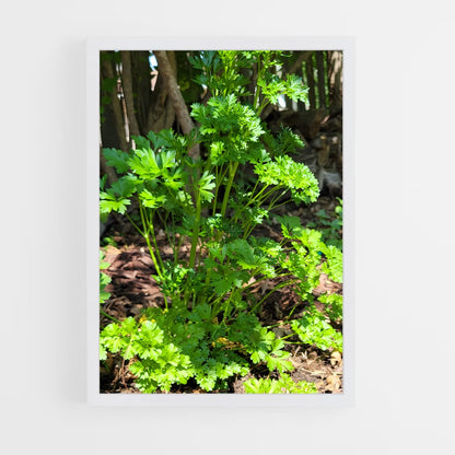 ap-parsley-6 cadre Blanc