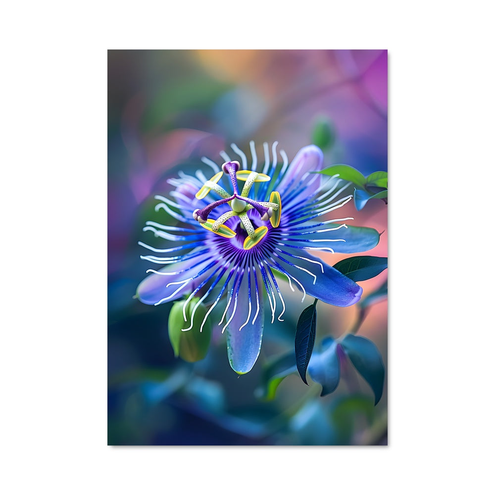 Poster Fleur Céleste