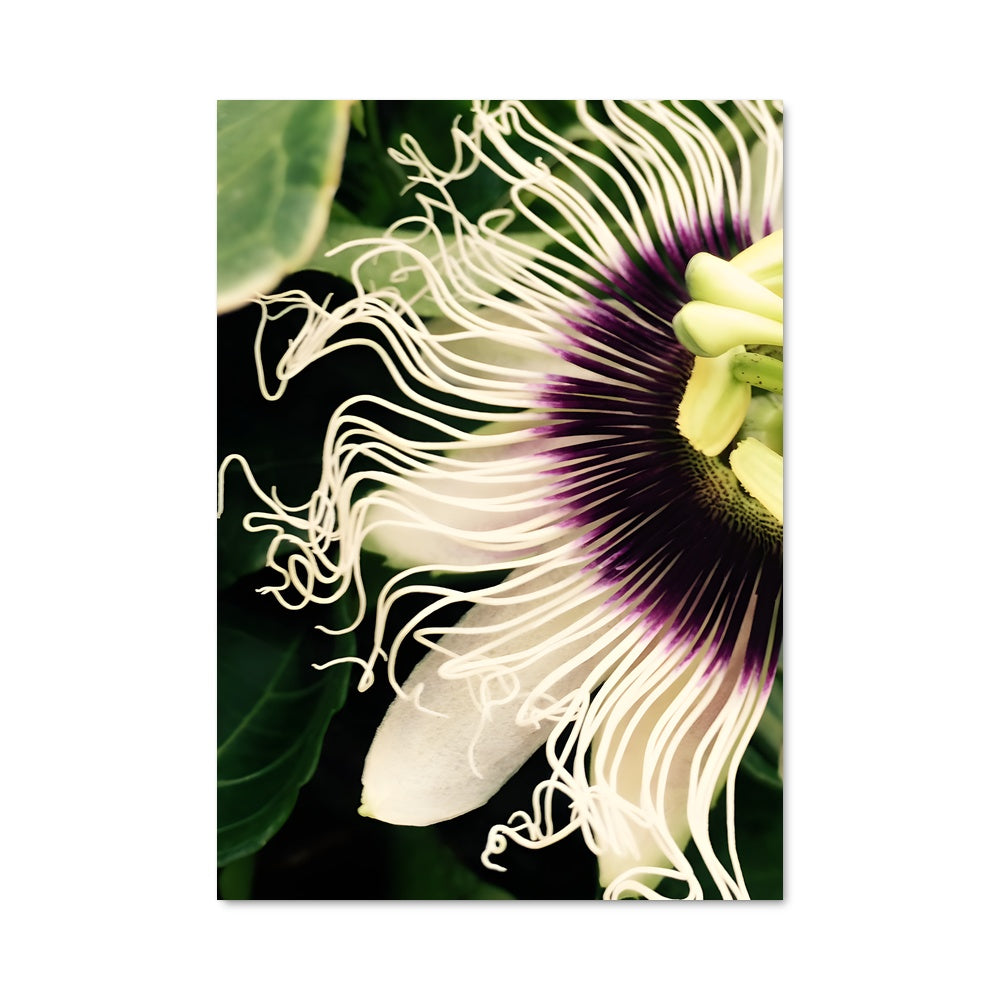 Poster Passion flower 96676