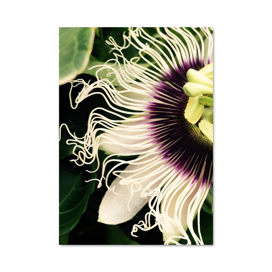 Poster Passion flower 96676