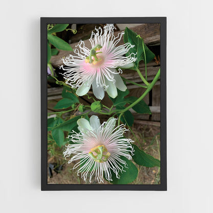 ap-passion flower-1 cadre Noir
