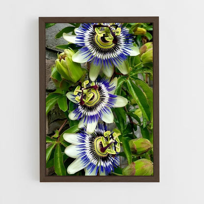 ap-passion flower-2 cadre Bois foncé