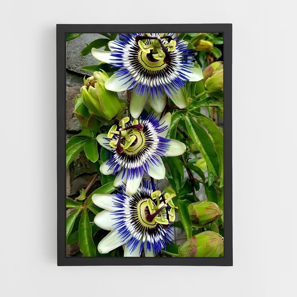 ap-passion flower-2 cadre Noir