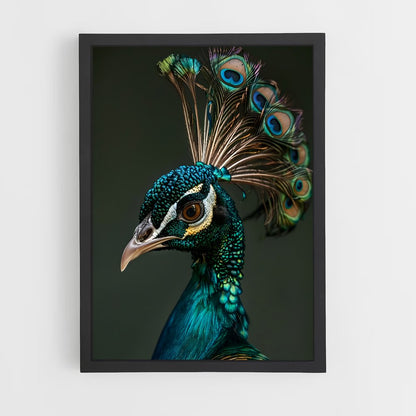 ap-peacock-4 cadre Noir