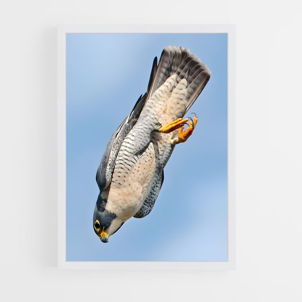 ap-peregrine falcon-2 cadre Blanc