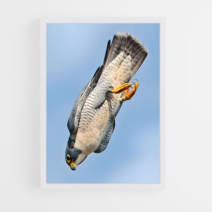 ap-peregrine falcon-2 cadre Blanc