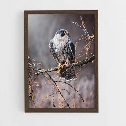 ap-peregrine falcon-7 cadre Bois foncé