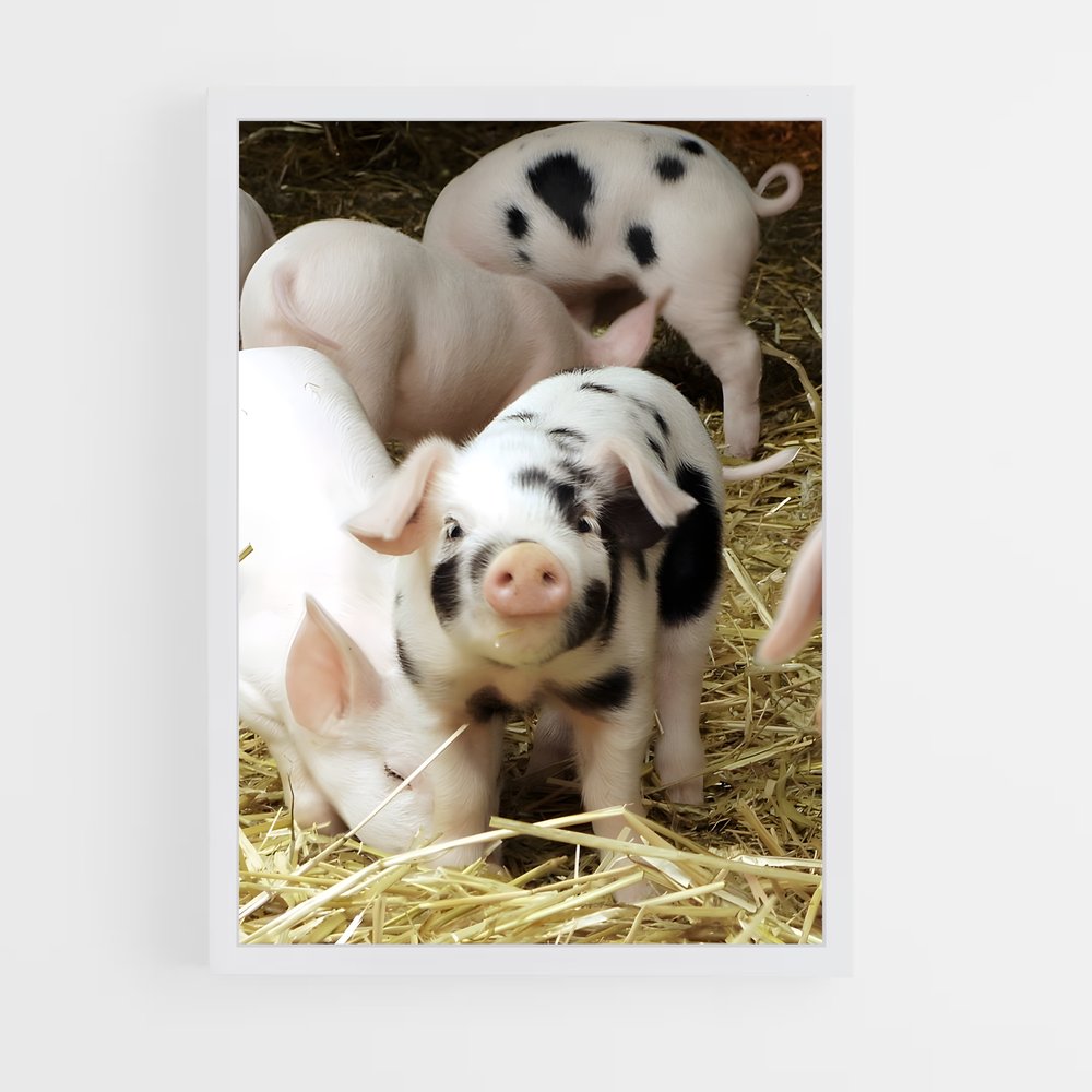 ap-pig-1 cadre Blanc