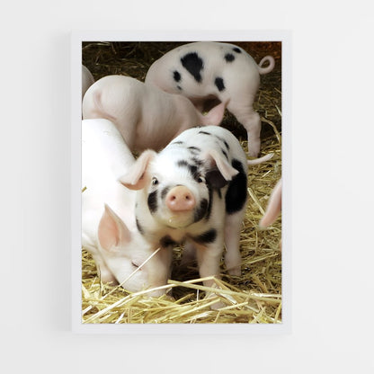 ap-pig-1 cadre Blanc