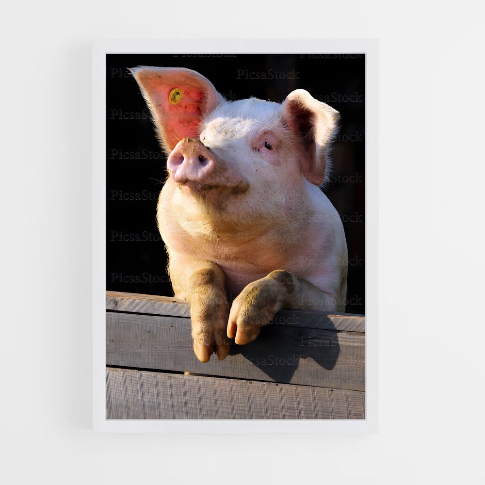ap-pig-2 cadre Blanc