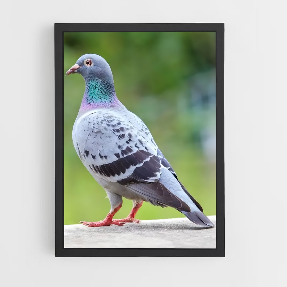 ap-pigeon-1 cadre Noir