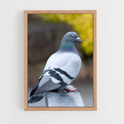 ap-pigeon-3 cadre Bois clair