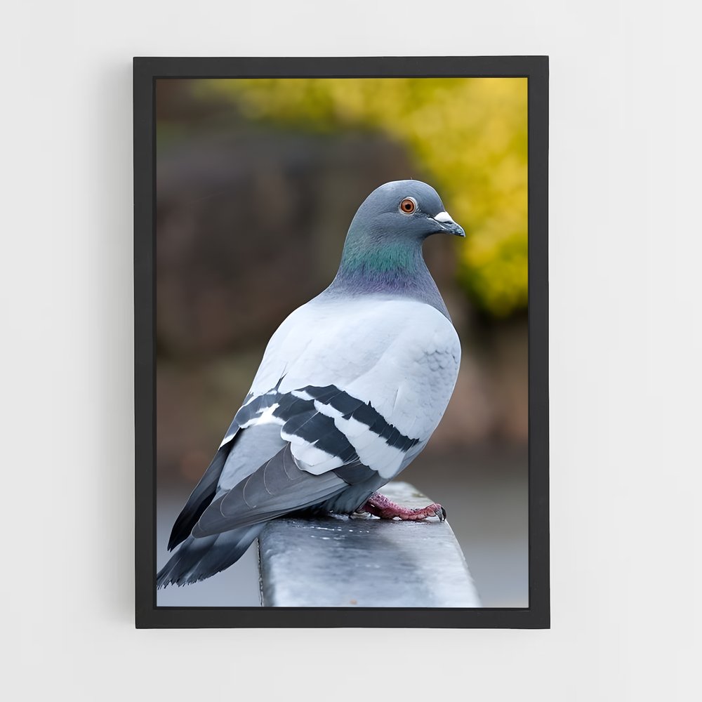 ap-pigeon-3 cadre Noir