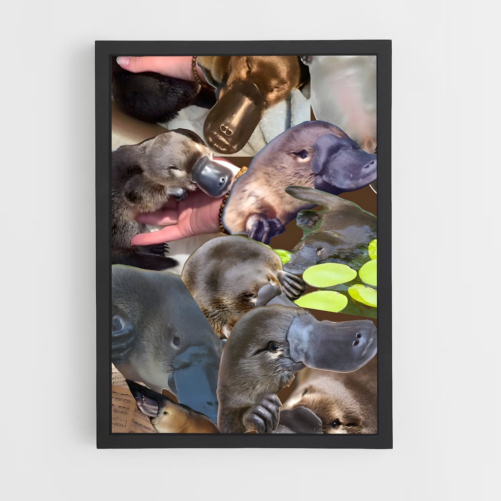 ap-platypus-2 cadre Noir