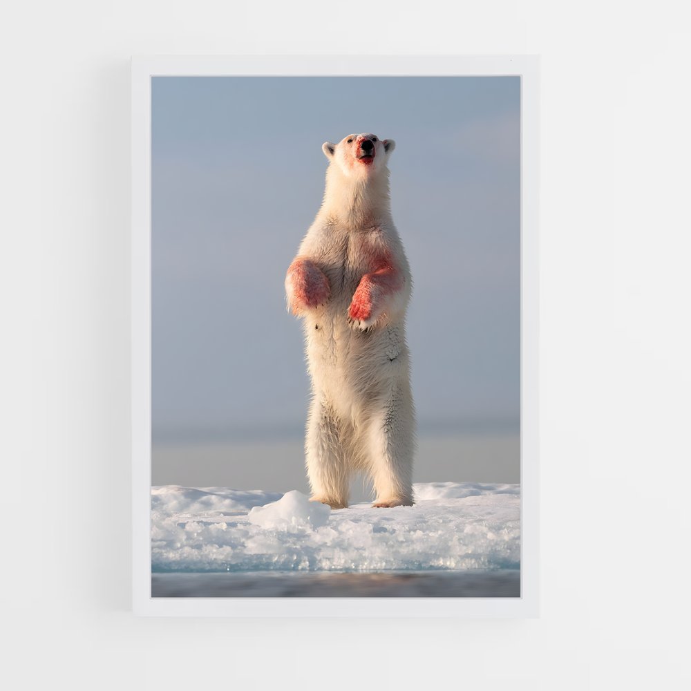 ap-polar bear-7 cadre Blanc