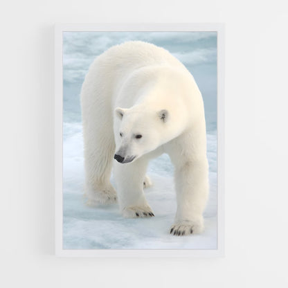 ap-polar bear-9 cadre Blanc