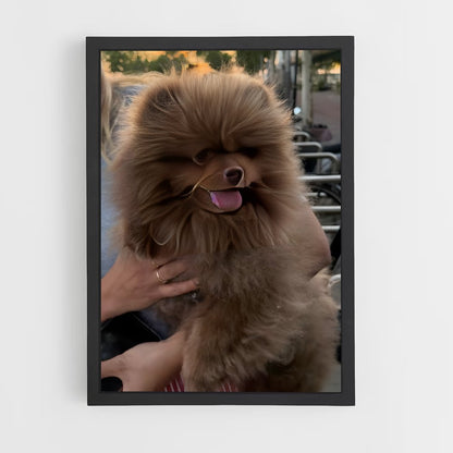ap-pomeranian-1 cadre Noir