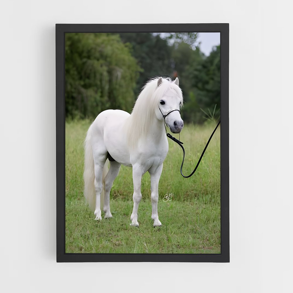 ap-pony-2 cadre Noir