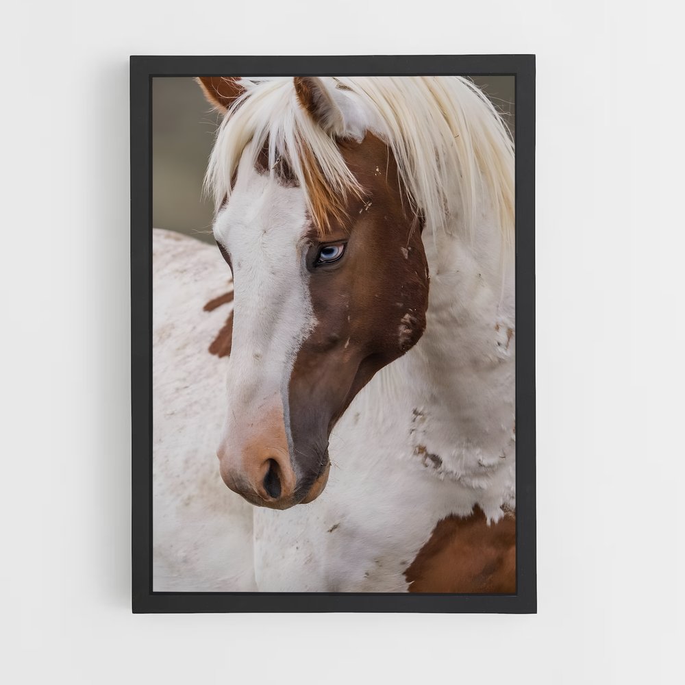 ap-pony-4 cadre Noir