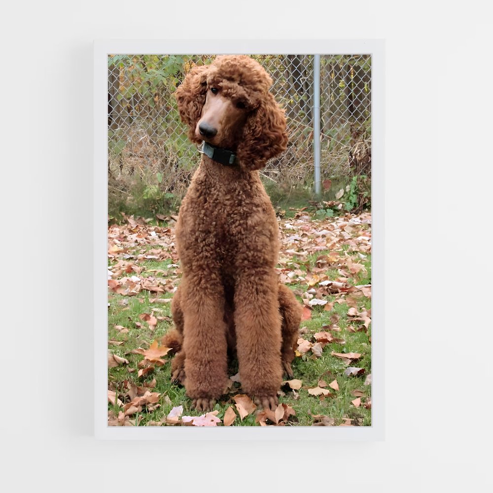 ap-poodle-1 cadre Blanc