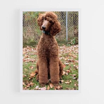 ap-poodle-1 cadre Blanc